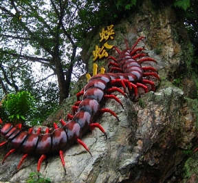 Centipede Temple ( Then Sze Koon )