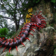 Centipede Temple ( Then Sze Koon )