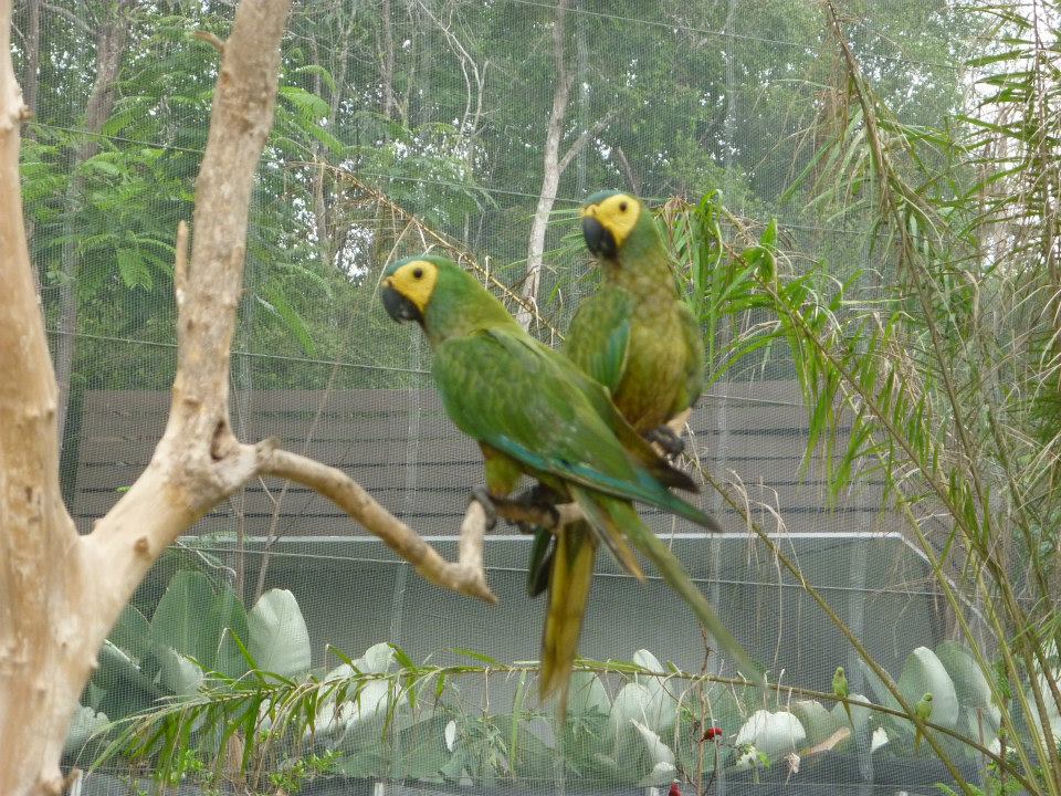 Melaka Bird Park 3