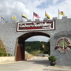 Gaharu_Tea_Valley_Gopeng
