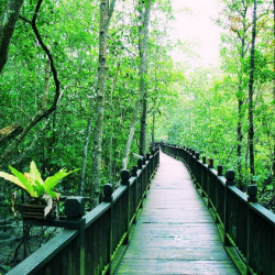 kukup national park