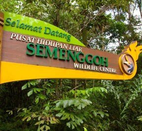 semenggoh wildlife centre