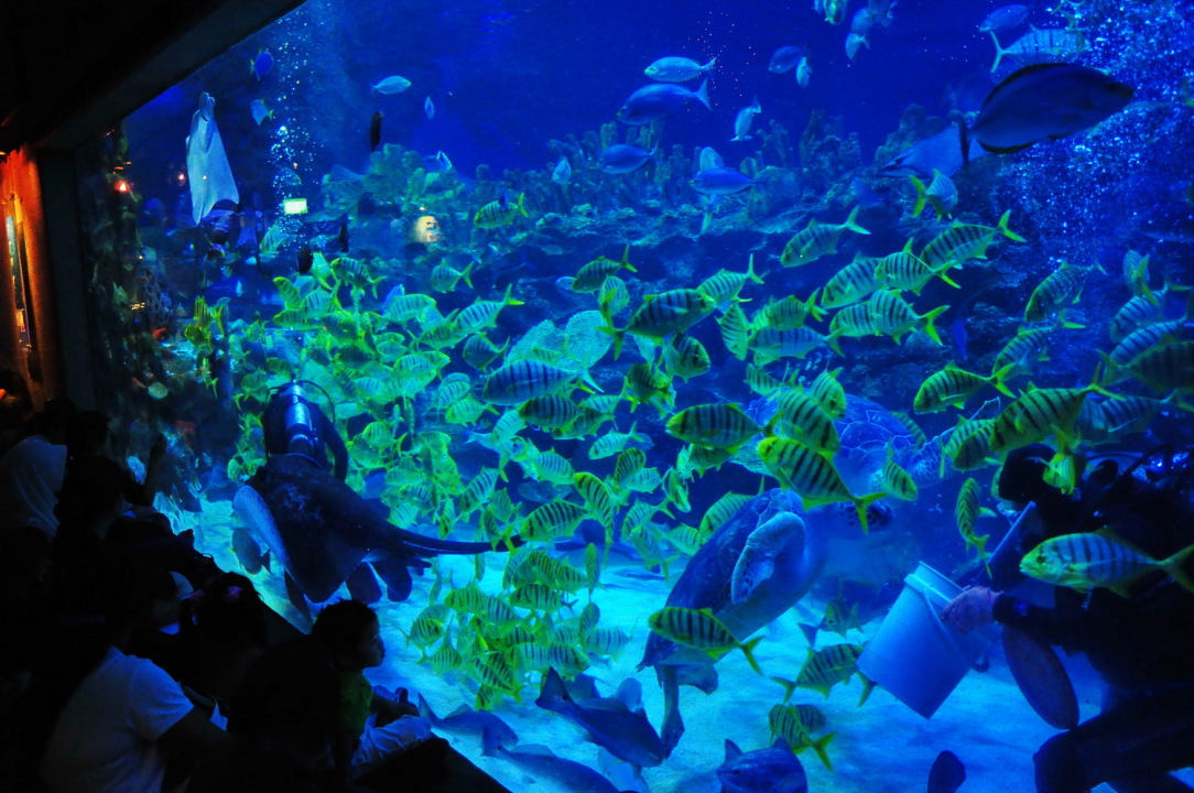 Aquaria KLCC 2 E1449023864312 