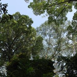 Bukit Nanas Forest Reserve