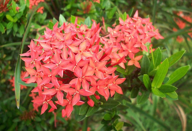 Flower Garden Miri 1