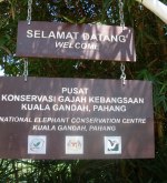 Kuala Gandah Elephant Sanctuary 1